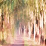 Collection The Narrow Path