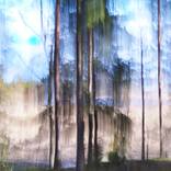 Crying Pine Tree by Jacob Berghoef