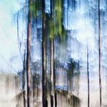 Crying Pine Tree (2) by Jacob Berghoef