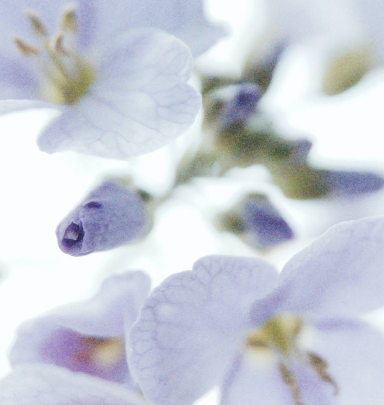 Original Impressionism Floral Photography by Jacob Berghoef