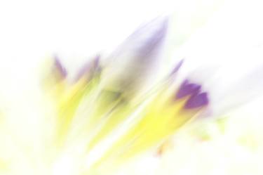 Print of Impressionism Floral Photography by Jacob Berghoef