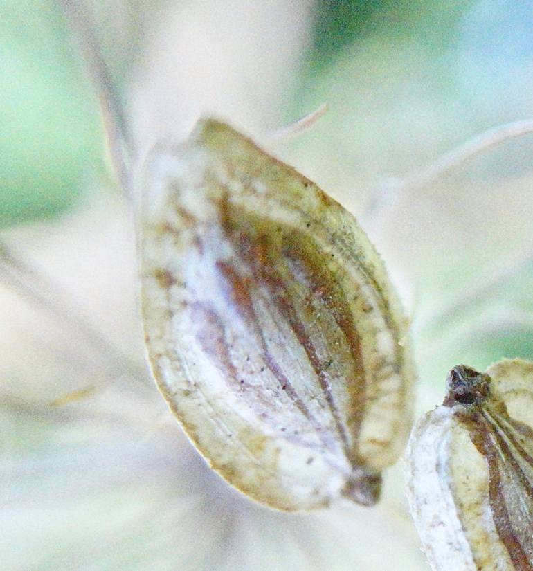 Original Impressionism Nature Photography by Jacob Berghoef