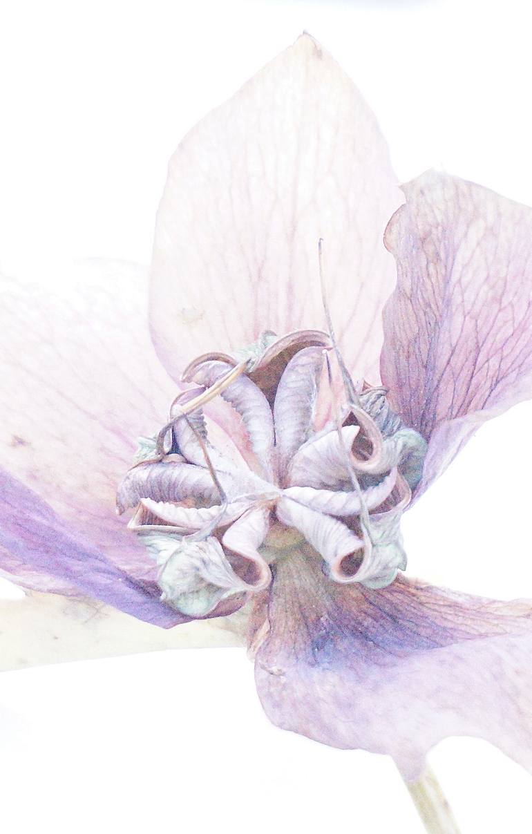 Original Figurative Nature Photography by Jacob Berghoef