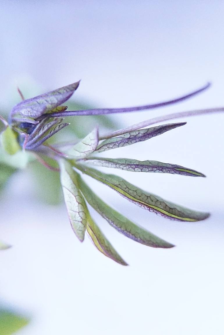 Original Figurative Nature Photography by Jacob Berghoef