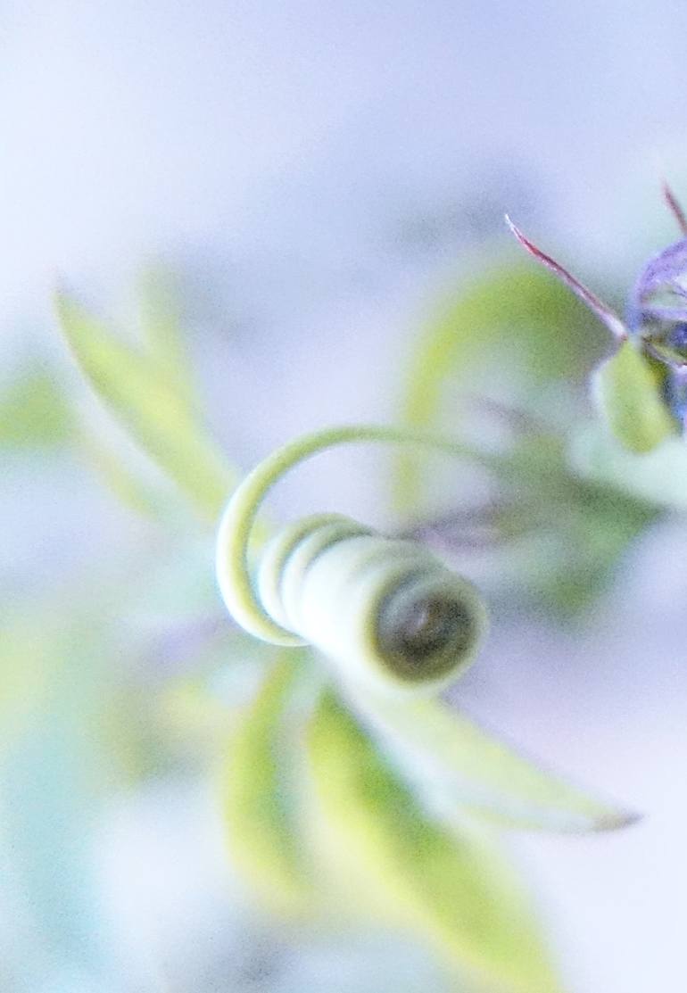Original Figurative Nature Photography by Jacob Berghoef