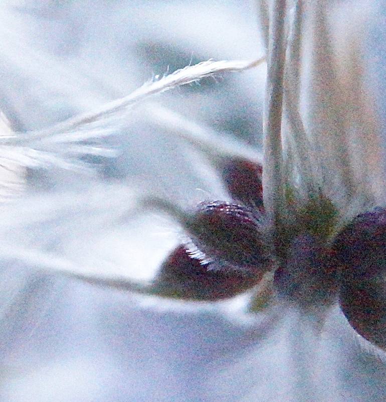 Original Impressionism Nature Photography by Jacob Berghoef