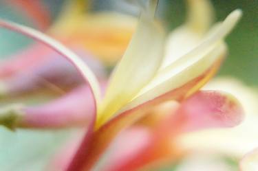 Print of Fine Art Floral Photography by Jacob Berghoef