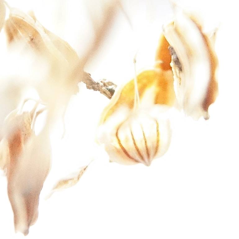 Original Impressionism Floral Photography by Jacob Berghoef