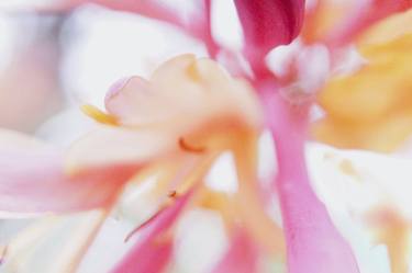 Original Fine Art Floral Photography by Jacob Berghoef