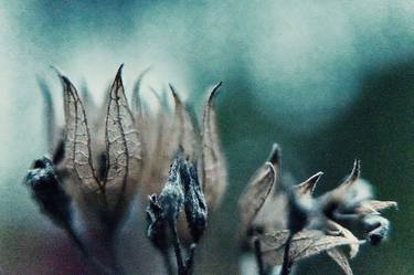 Original Impressionism Nature Photography by Jacob Berghoef