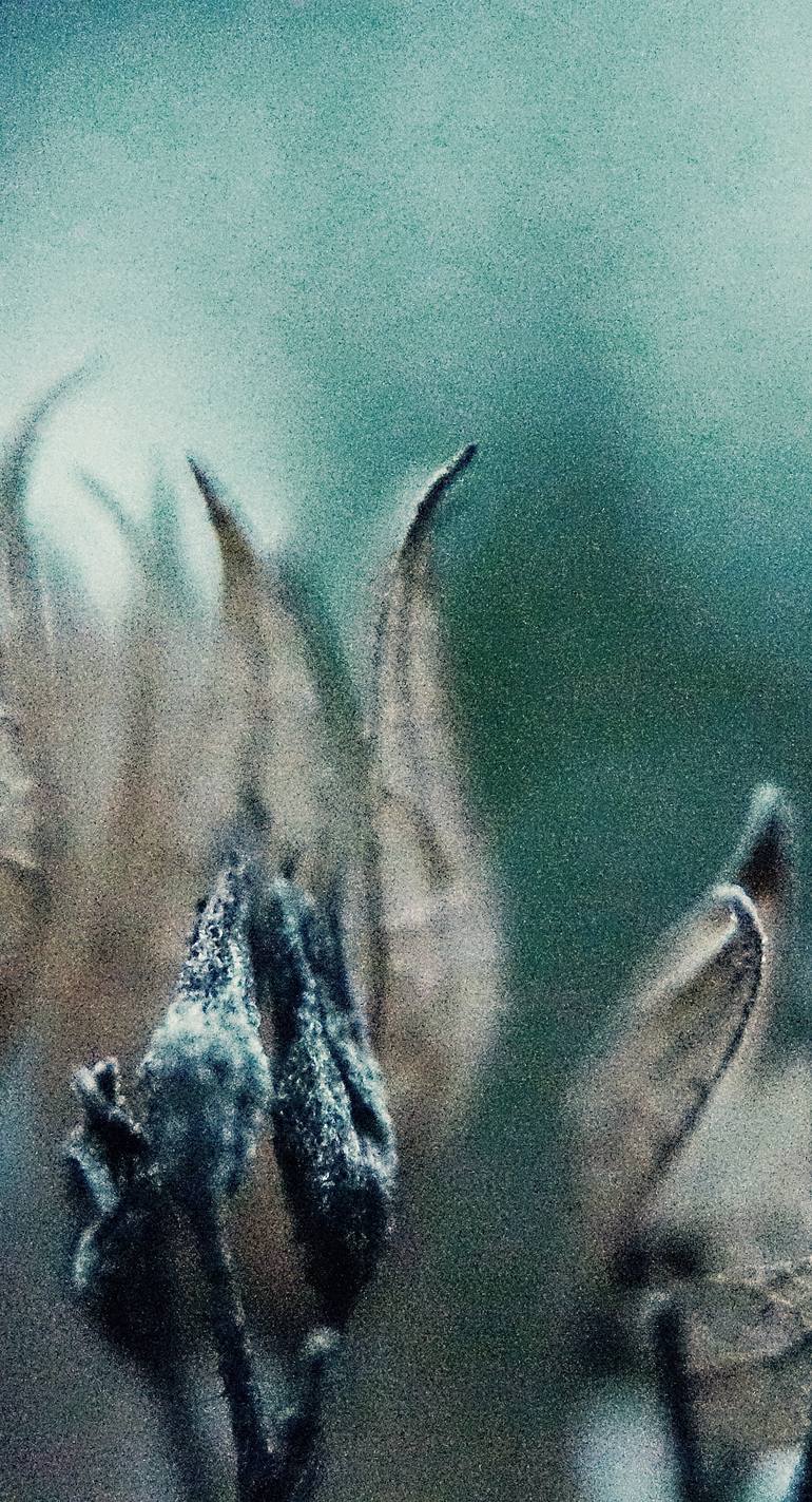 Original Figurative Nature Photography by Jacob Berghoef