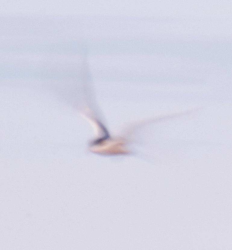 Original Impressionism Nature Photography by Jacob Berghoef