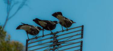 Magpie with twins. thumb