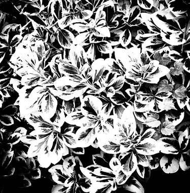Bright Silver & Dark Black Floral Apparition / Satin Aluminum thumb