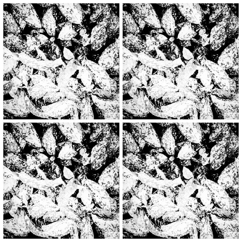 Original Abstract Floral Photography by Michael Desiano
