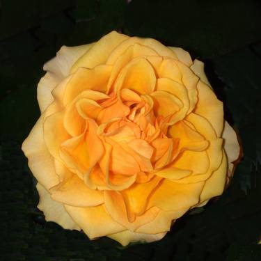 Vibrant Orange Yellow In Black Rose Diva / Stretched Canvas thumb