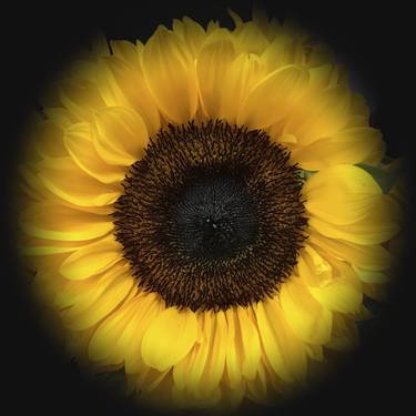 Radiant Yellow Golden Brown Sunflower Diva in Black / Canvas thumb