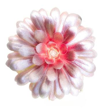 Majestic Red Lavender Gray Succulent  Aura / Silver Aluminum thumb