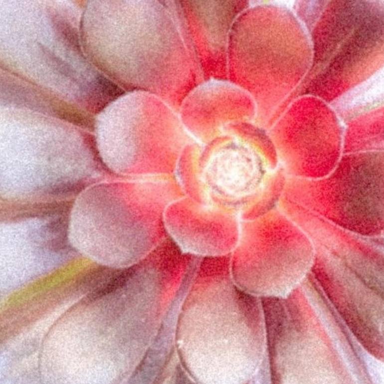 Original Abstract Floral Photography by Michael Desiano