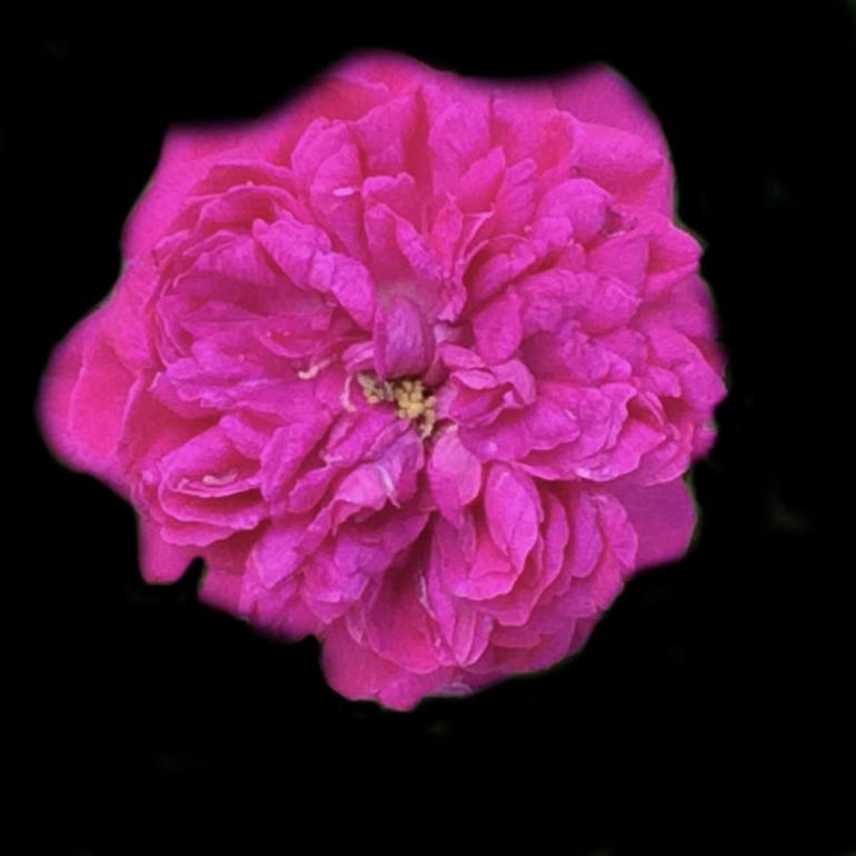Original Fine Art Floral Photography by Michael DeSiano