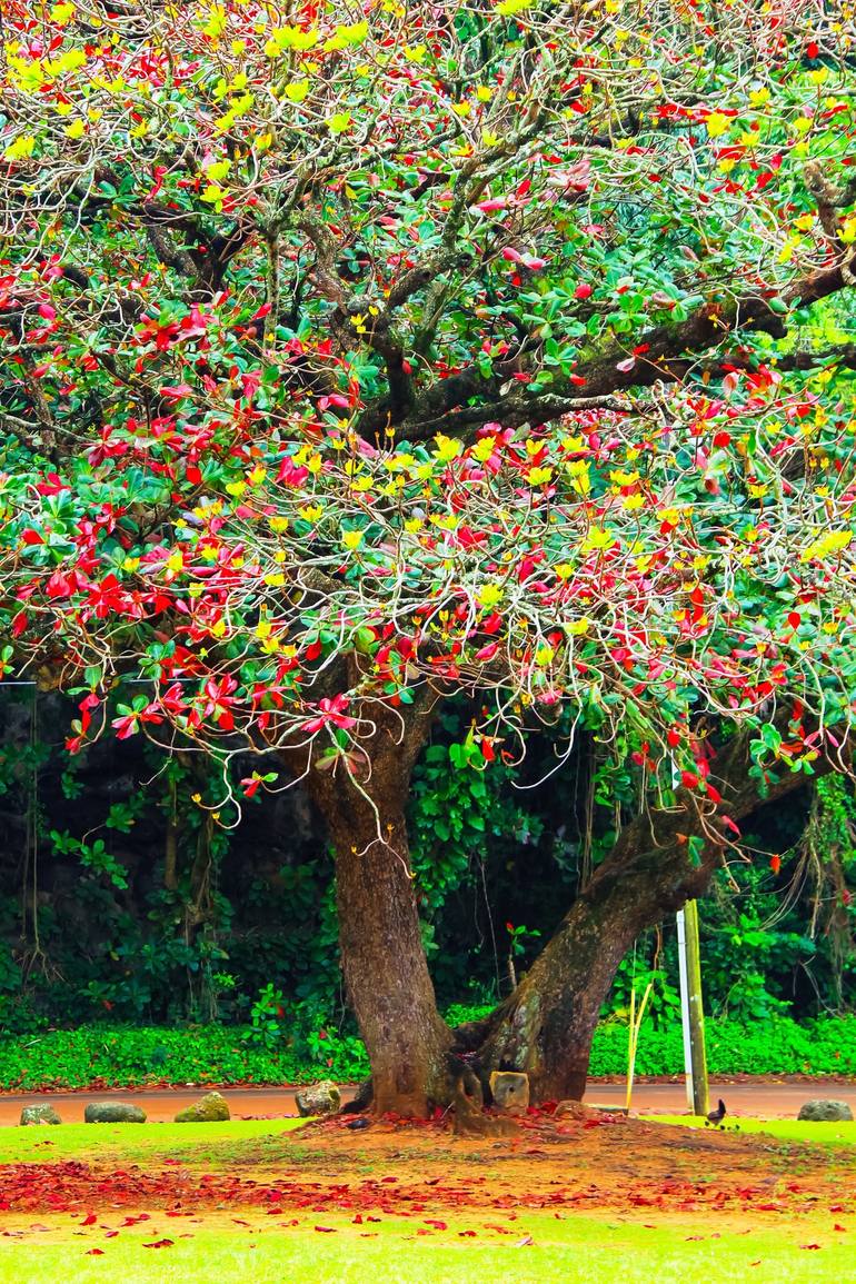 big tree with green yellow and red leaves Photography by Timmy LA