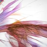 Grass Abstraction - Limited Edition by Bernie Saunders