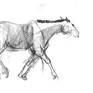 Collection drawings of horses by Marta Wojtuszek