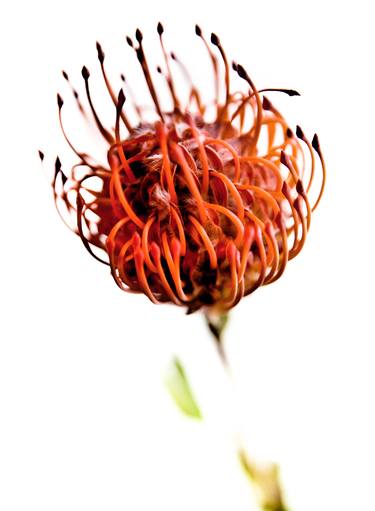 Print of Fine Art Floral Photography by Vanessa Rusci