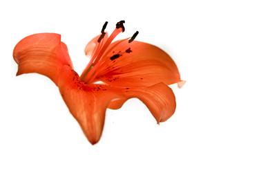 Print of Conceptual Floral Photography by Vanessa Rusci