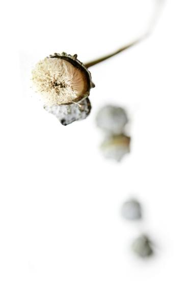 Original Conceptual Botanic Photography by Vanessa Rusci