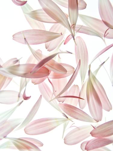 Original Fine Art Floral Photography by Vanessa Rusci