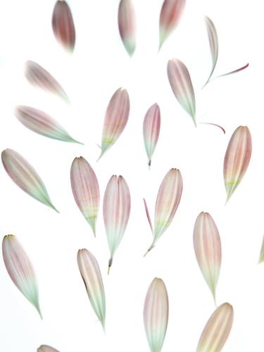 Original Floral Photography by Vanessa Rusci