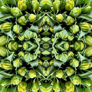 "Tulips Composition No.942"