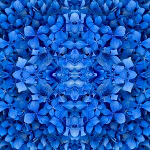 "Hydrangeas Composition No.134"