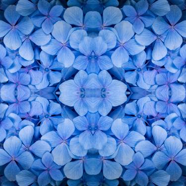 Original Abstract Floral Photography by Dagmara Weinberg