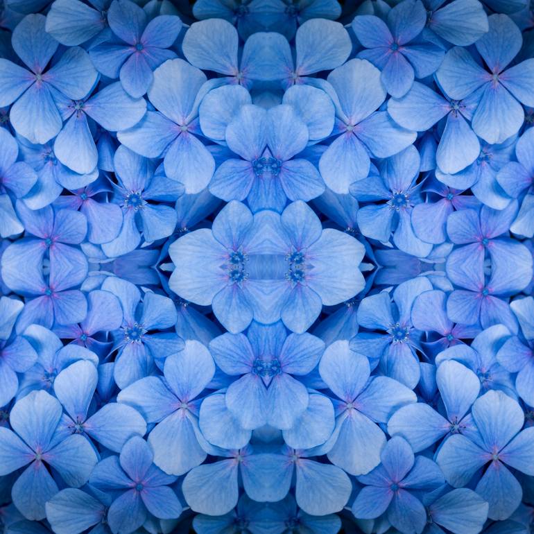 Original Abstract Floral Photography by Dagmara Weinberg