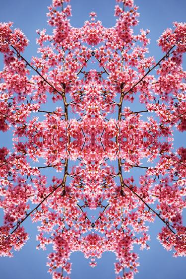 Original Abstract Nature Photography by Dagmara Weinberg