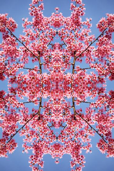 Cherry Blossoms No.205 image