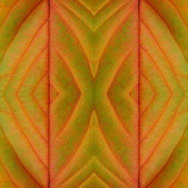 Autumn Leaves Composition No.33 - Limited Edition of 100 thumb