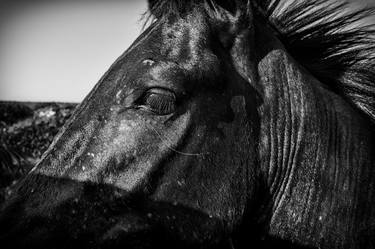 Print of Documentary Animal Photography by Domenico Veneziano