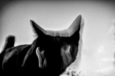 Print of Abstract Expressionism Animal Photography by Domenico Veneziano