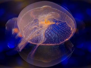 Print of Conceptual Fish Photography by Eric Buechel