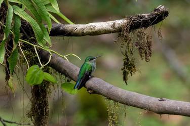 Many-spotted Hummingbird in the Manu National Park thumb