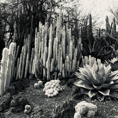 Cactus Garden Los Angeles thumb