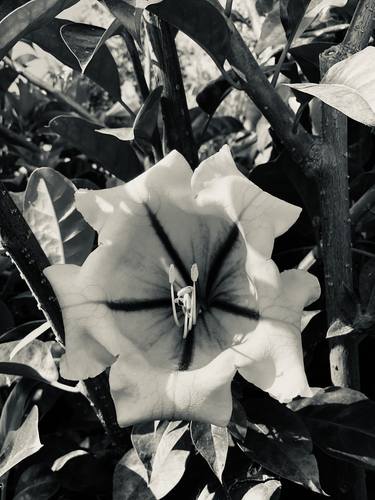Original Art Deco Botanic Photography by Conrad Haberland
