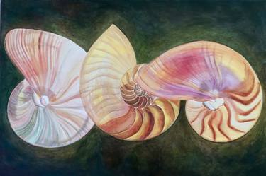 Three Nautilus Shells thumb
