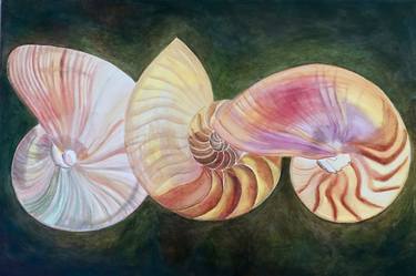 Three Nautilus Shells Painting By Julie Martin Saatchi Art