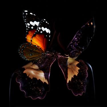 Butterflies series - B22  Limited Edition of 10 thumb