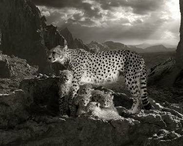 Original Minimalism Animal Photography by Cheraine Collette