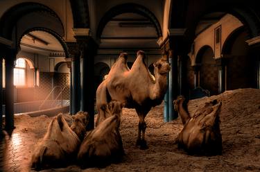 Camel Spa (Frame Incl.) - Limited Edition of 14 thumb